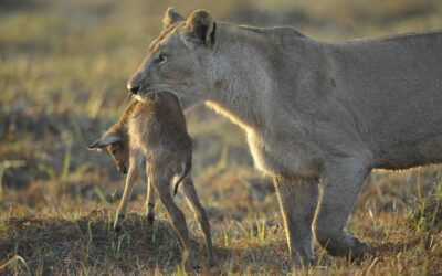 Time to Dump the “Eat What You Kill” Compensation Model in Sales